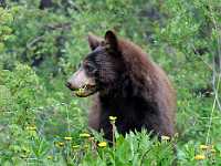 Black Bear eats Dandelion Dave Milne  5418.jpg
